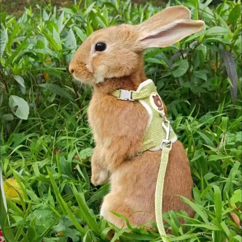 Adorable Rabbit Harness and Leash Set sitodo