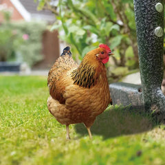 Garden Rooster Statue Chicken Sculpture - Sitodo