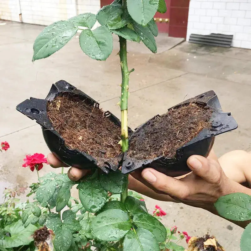 Propagation Plant Rooting Box - Sitodo