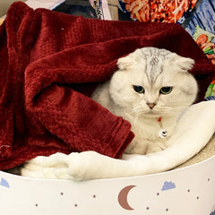 Pet Fluffy Towel Blanket